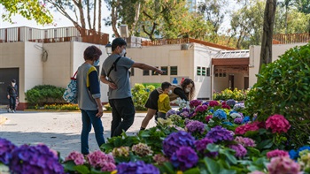 <i>Hydrangea macrophylla</i> along the pathway at the Rock Garden are bright, colourful and fragrant attracting many visitors to this part of the park.